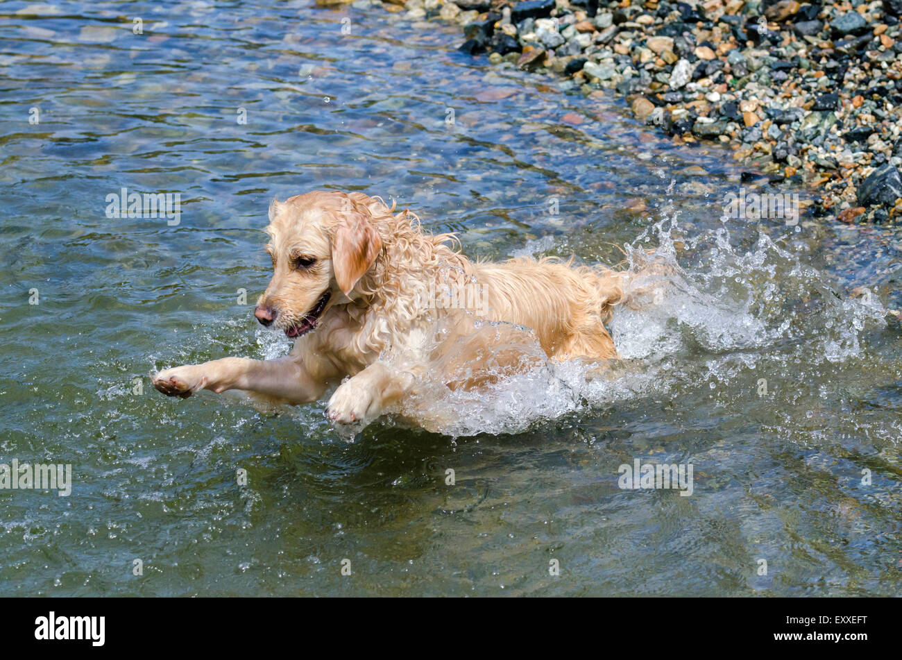 golden retriever running in the lake Stock Photo - Alamy