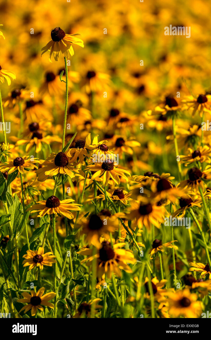 Images taken of an early summer field of the wild Black-Eyed-Susan flowers found in Downingtown, Chester County PA. Stock Photo