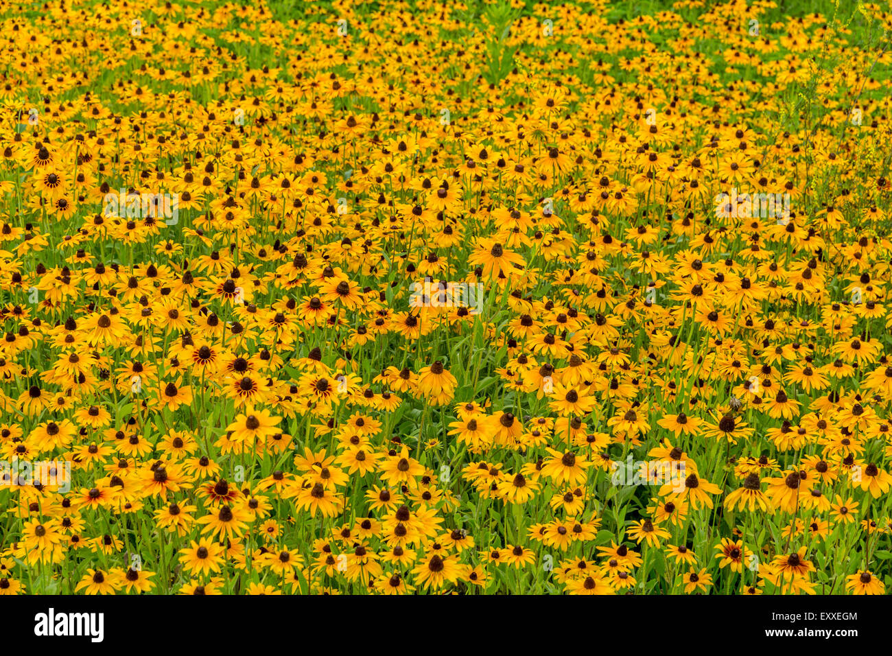 Images taken of an early summer field of the wild Black-Eyed-Susan flowers found in Downingtown, Chester County PA. Stock Photo