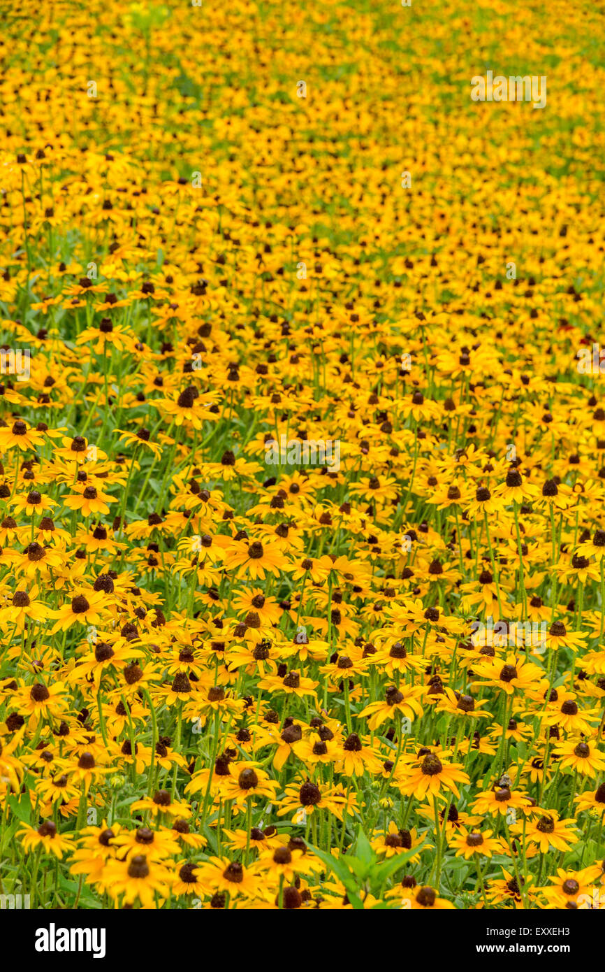 Images taken of an early summer field of the wild Black-Eyed-Susan flowers found in Downingtown, Chester County PA. Stock Photo