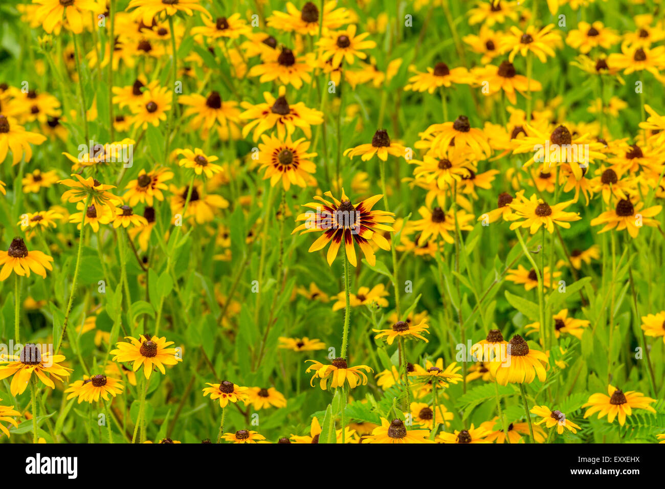 Images taken of an early summer field of the wild Black-Eyed-Susan flowers found in Downingtown, Chester County PA. Stock Photo