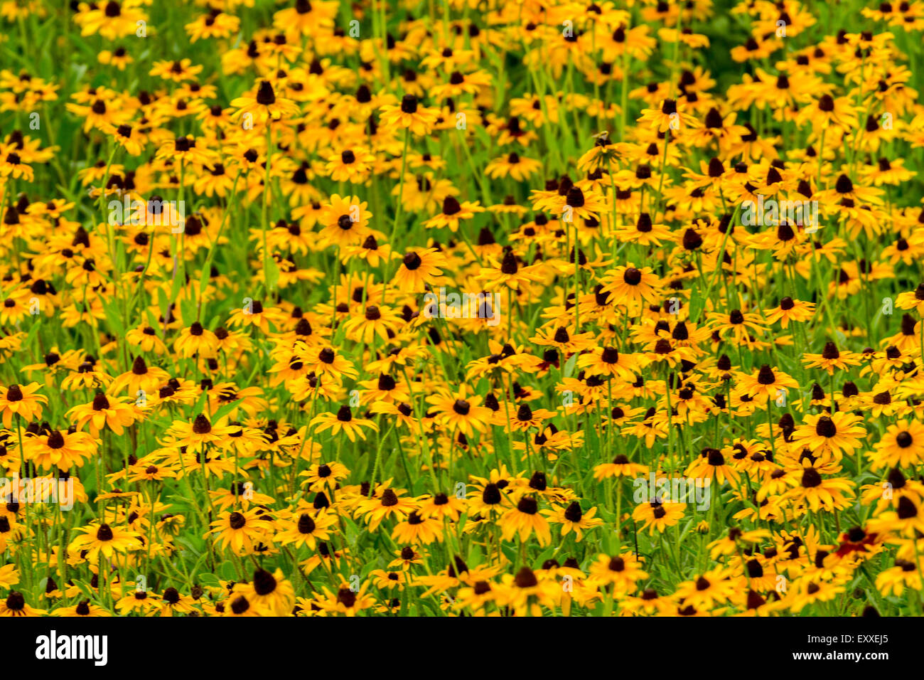 Images taken of an early summer field of the wild Black-Eyed-Susan flowers found in Downingtown, Chester County PA. Stock Photo