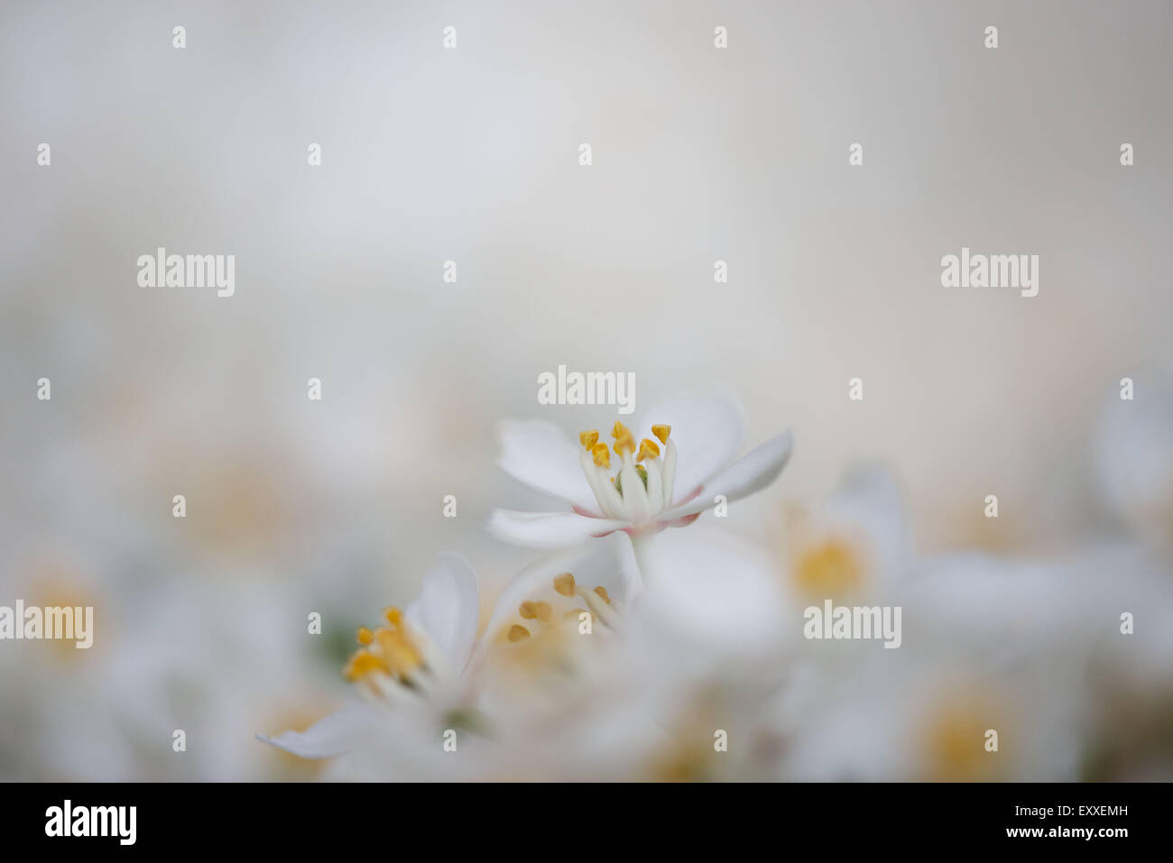 Delicate white flowers Stock Photo Alamy