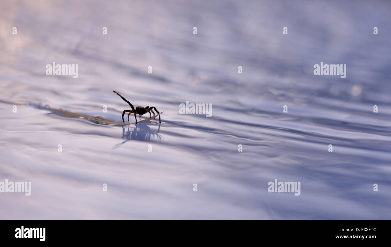 Spider floating on debris in water Stock Photo