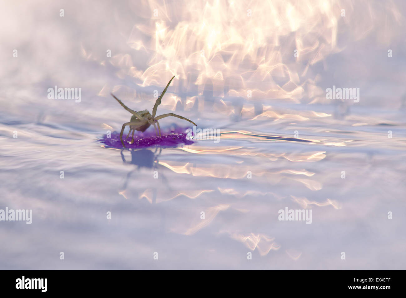 Spider floating on debris in water Stock Photo
