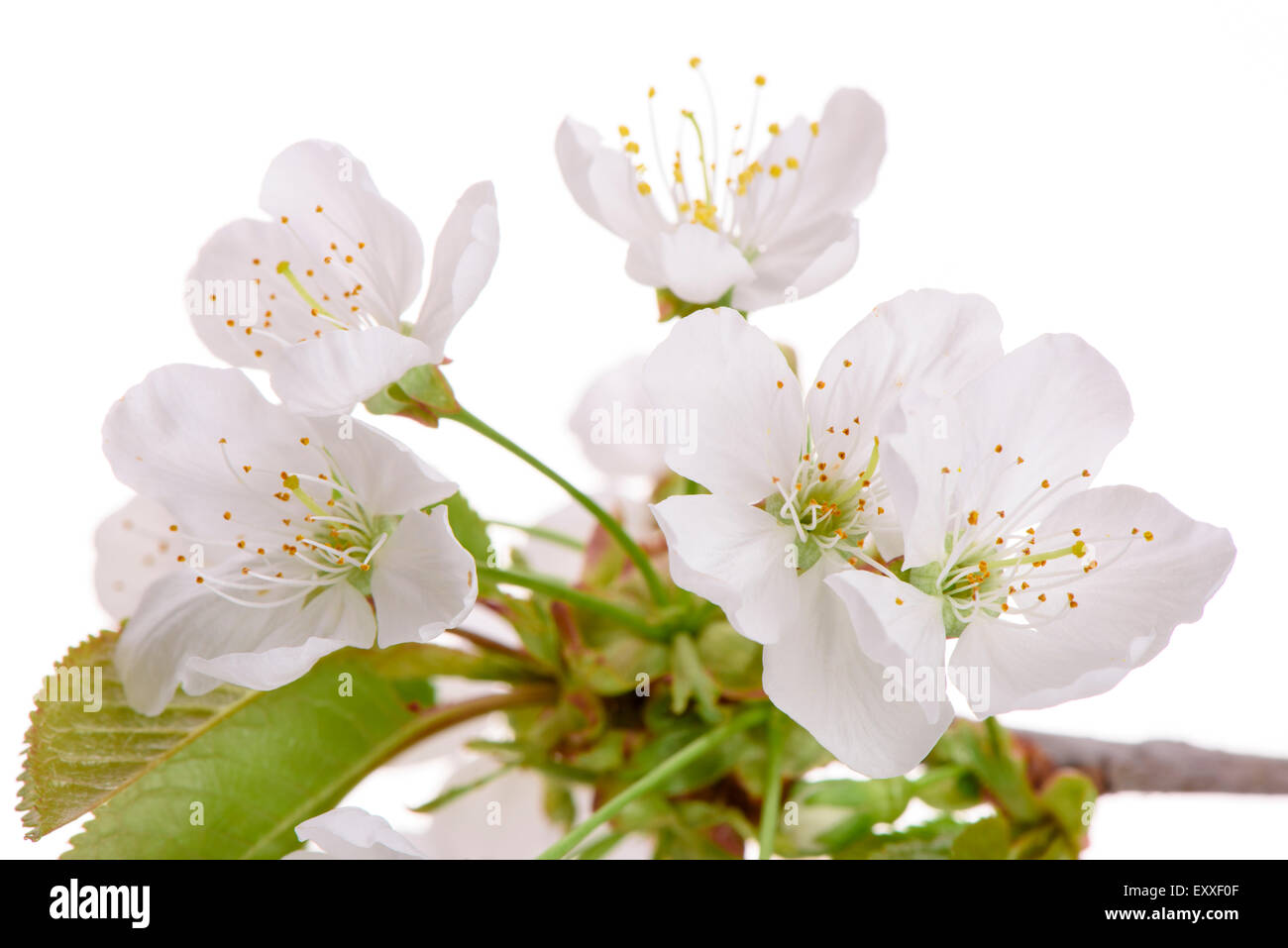 isolated twig with leaves and bloom of cherry tree Stock Photo - Alamy