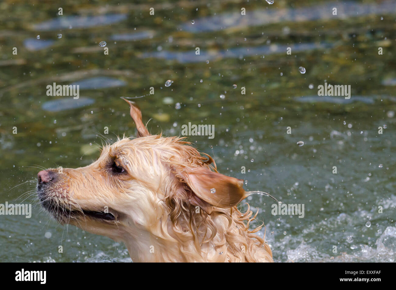 golden retriever running in the lake Stock Photo - Alamy