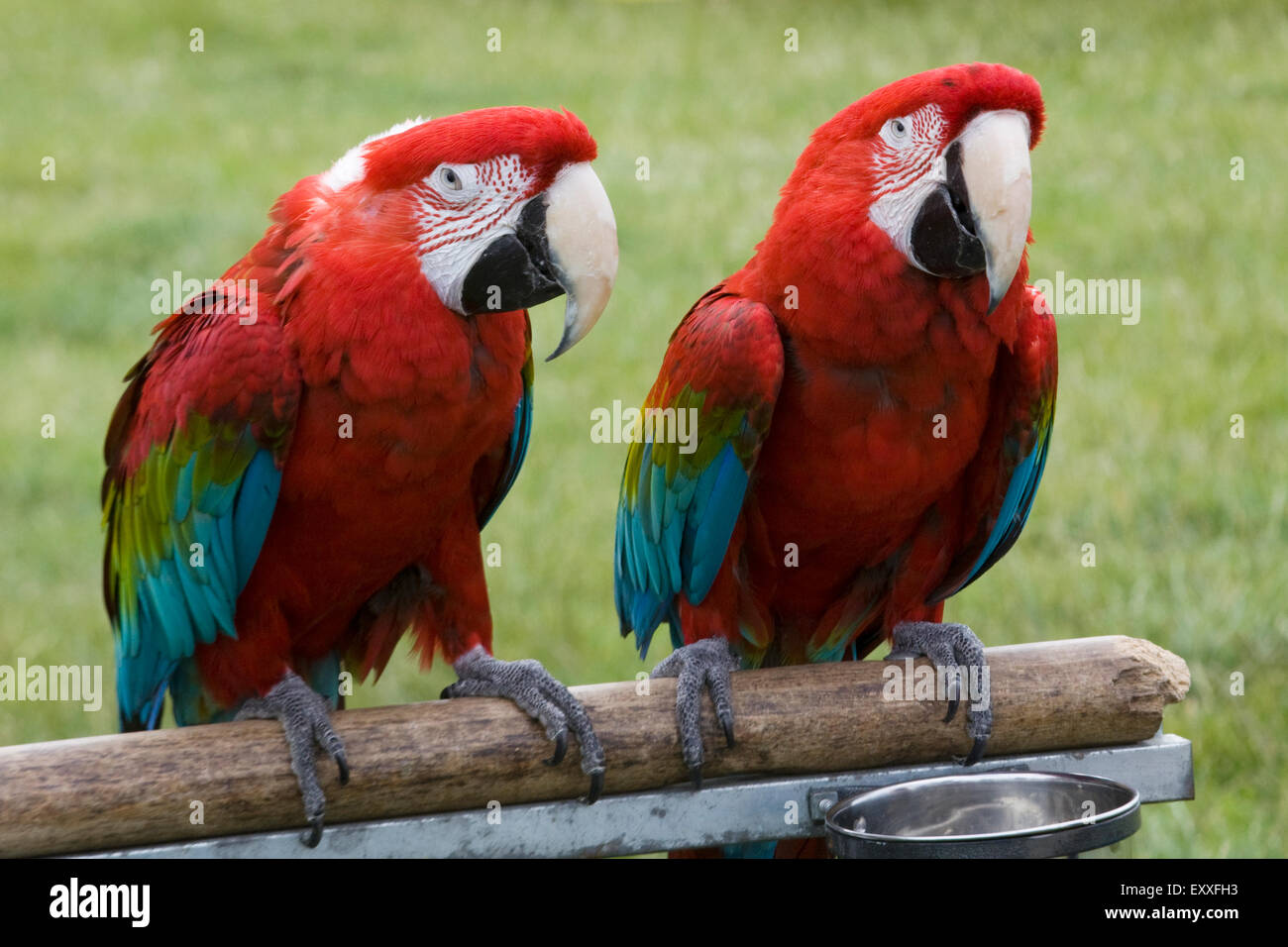 Og så videre te dette Parrot Sat on a branch Red Blue and yellow Macaw Ara ararauna Catalina  Macaw Stock Photo - Alamy