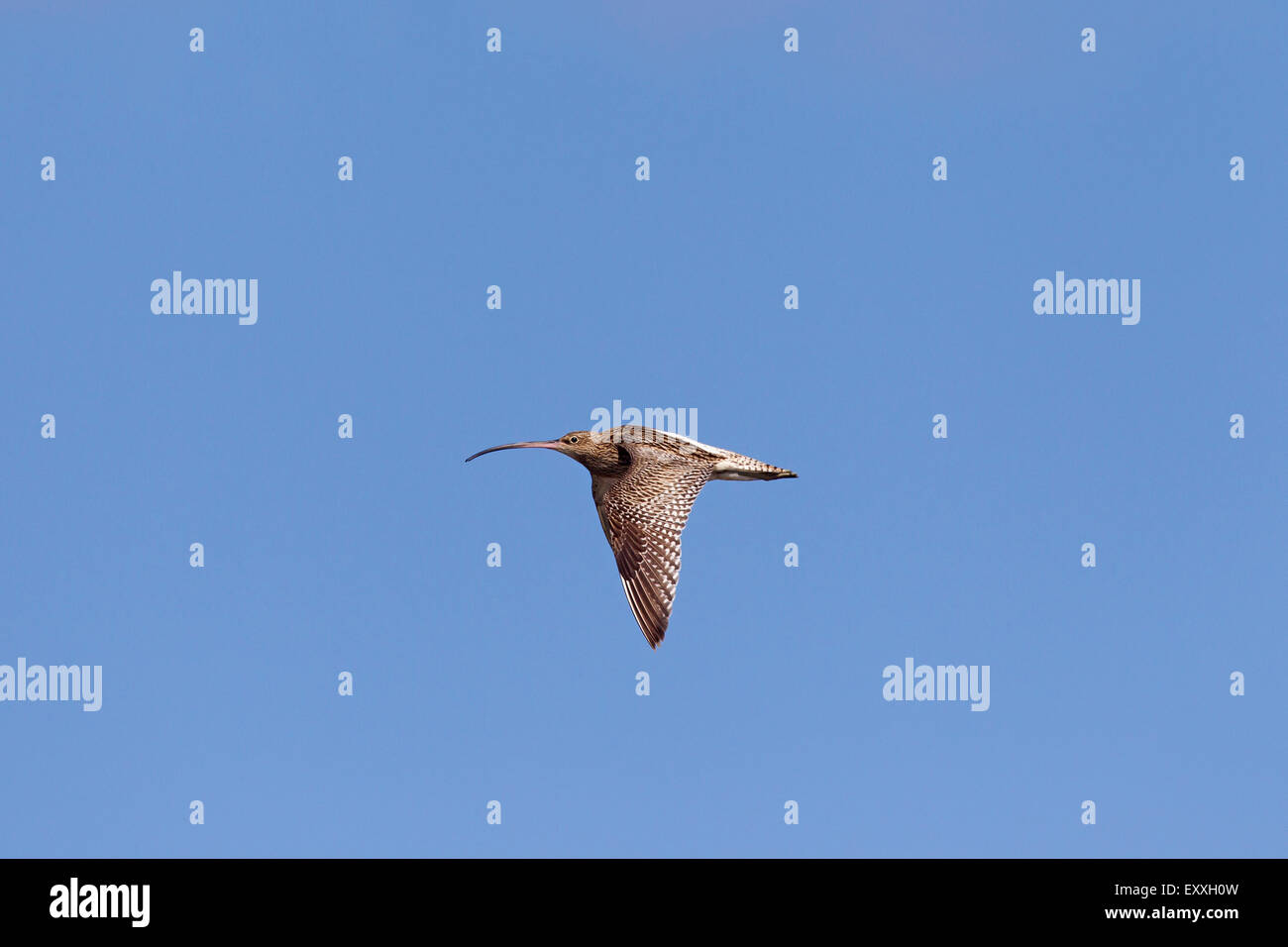 Eurasian curlew (Numenius arquata) in flight against blue sky Stock Photo