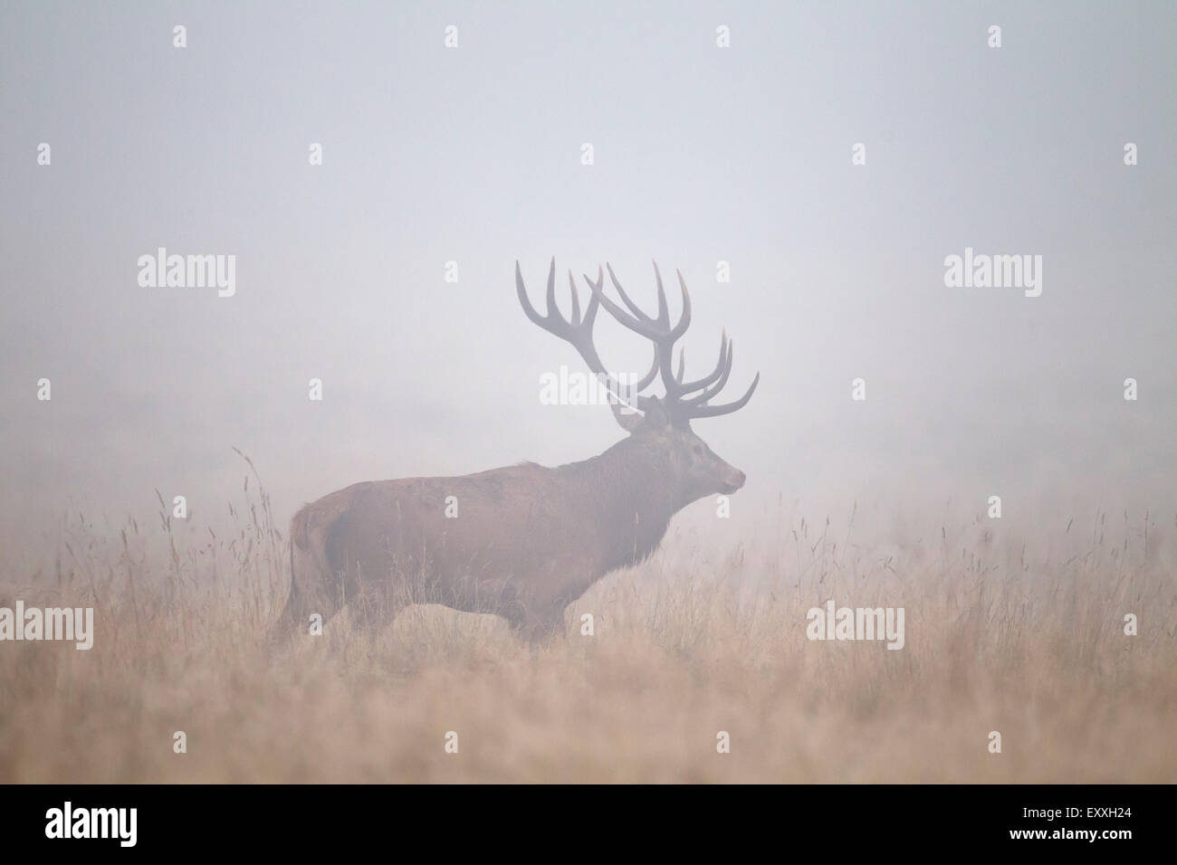 Red deer (Cervus elaphus) stag in grassland in thick fog during the rut in autumn Stock Photo