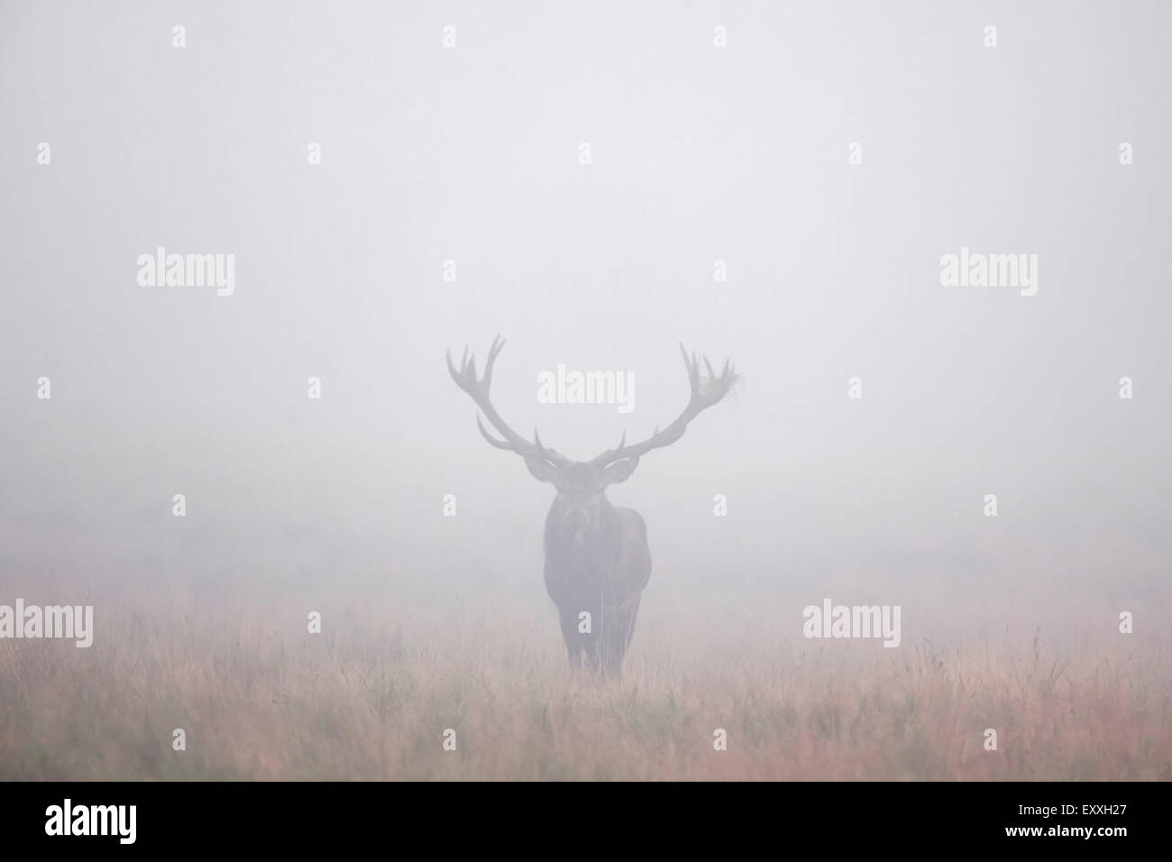 Red deer (Cervus elaphus) stag in grassland in thick fog during the rut in autumn Stock Photo