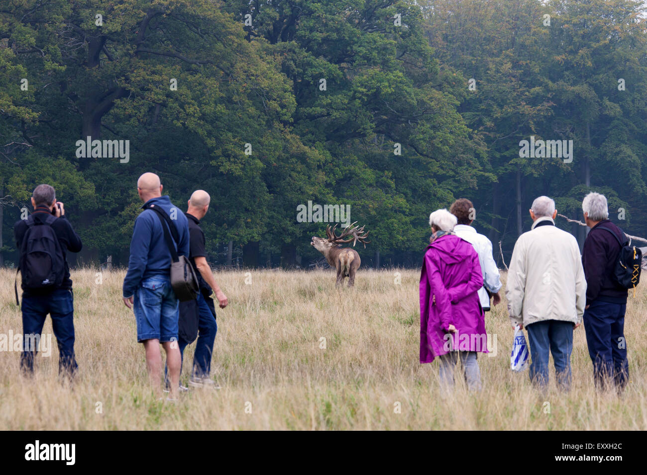 Tourists looking at red deer (Cervus elaphus) stag roaring in grassland at forest's edge during the rut in autumn Stock Photo