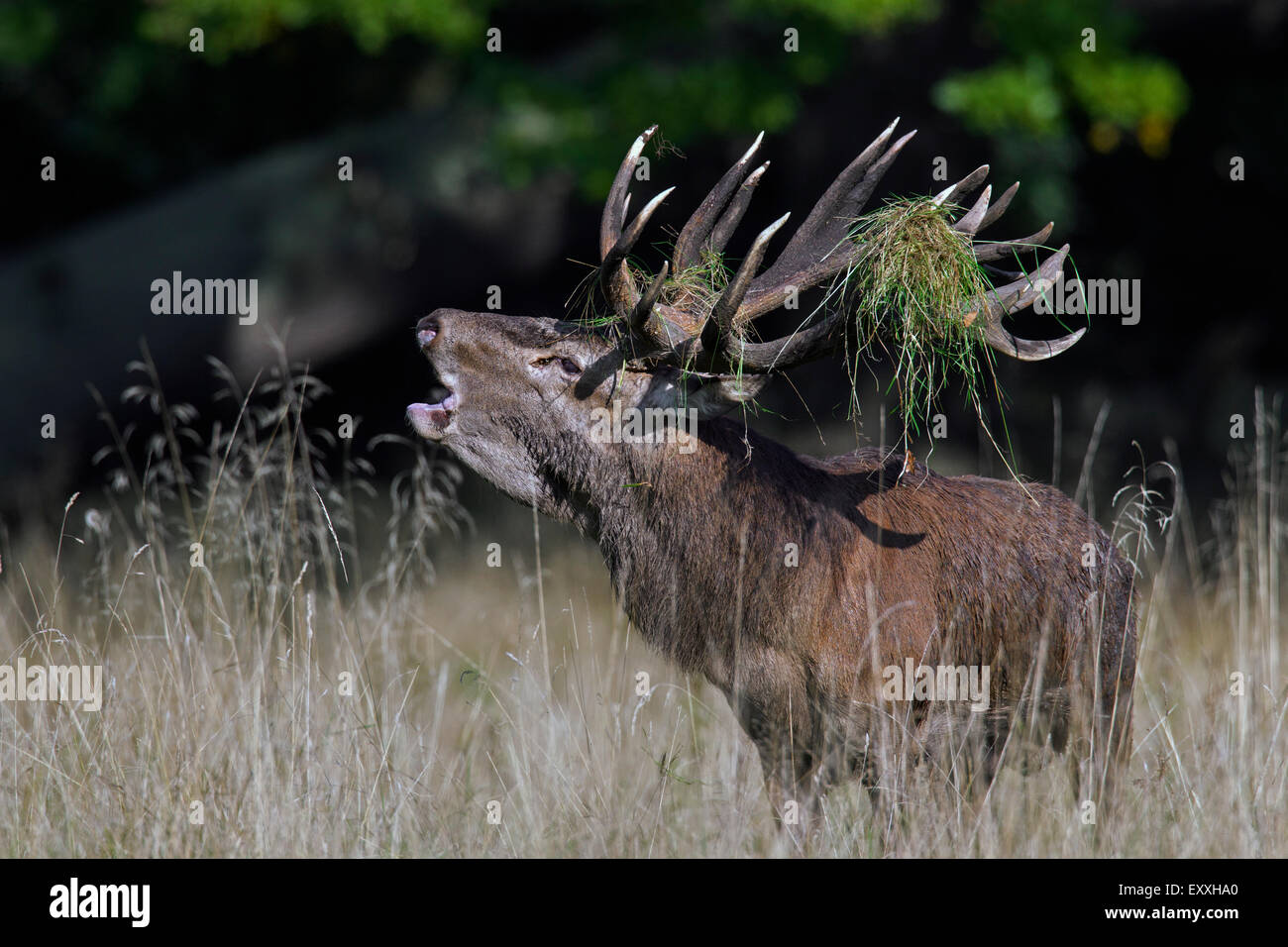 Red deer (Cervus elaphus) stag with grass in antlers roaring in meadow at forest's edge during the rut in autumn Stock Photo