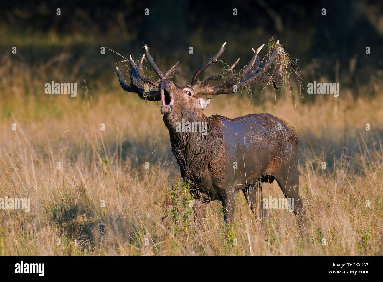 Red deer (Cervus elaphus) stag with antlers and coat covered in mud roaring in meadow at forest's edge during the rut in autumn Stock Photo