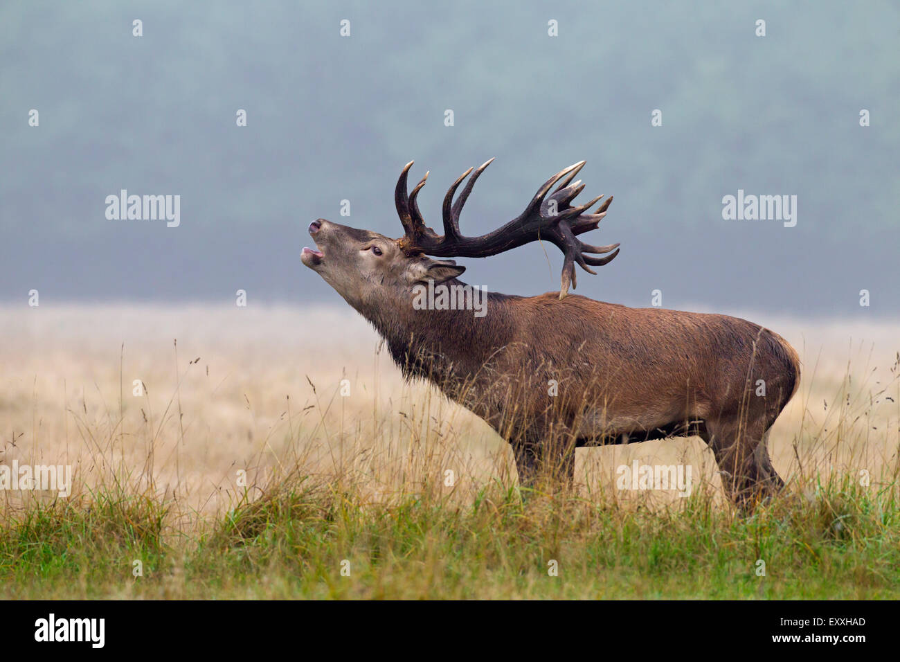 Red deer (Cervus elaphus) stag bellowing in grassland in the mist at forest's edge during the rut in autumn Stock Photo