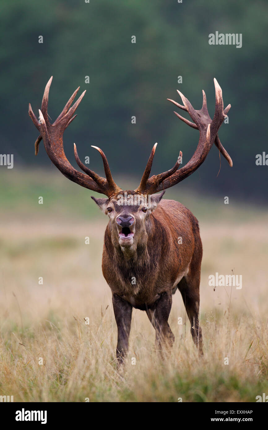 Red deer (Cervus elaphus) stag roaring in grassland at forest's edge during the rut in autumn Stock Photo