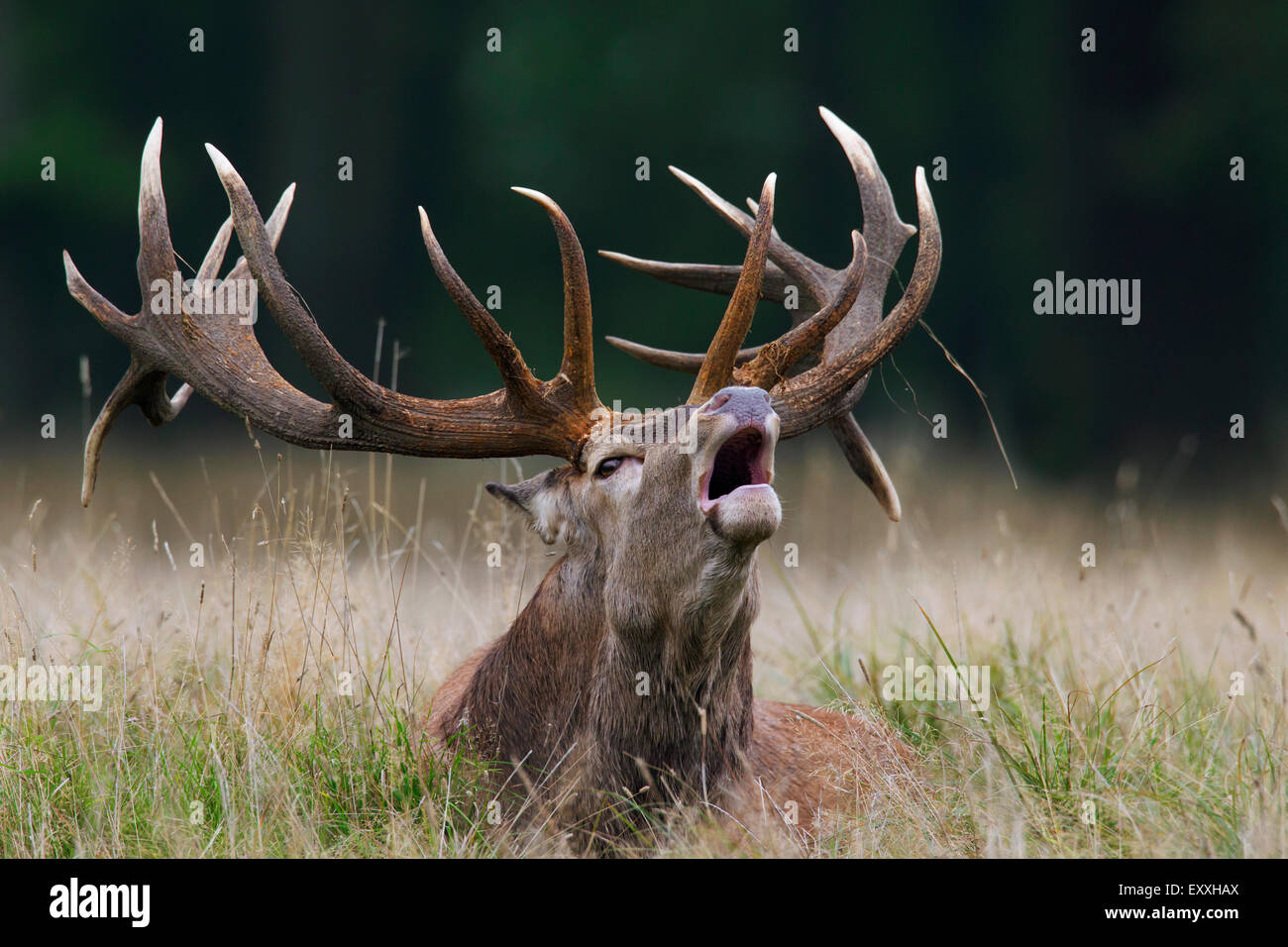Red deer (Cervus elaphus) stag calling in grassland at forest's edge during the rut in autumn Stock Photo
