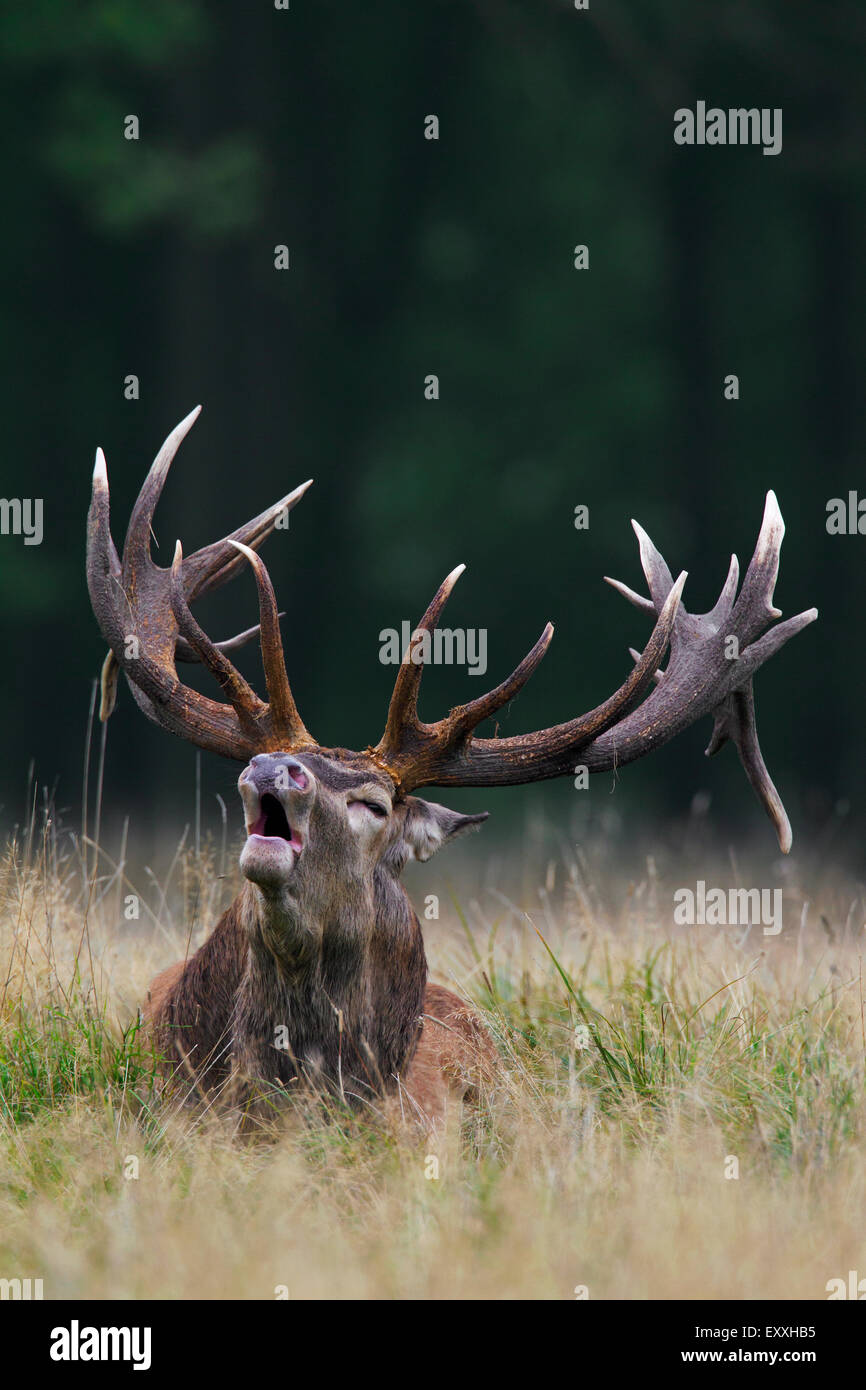 Red deer (Cervus elaphus) stag calling in grassland at forest's edge during the rut in autumn Stock Photo