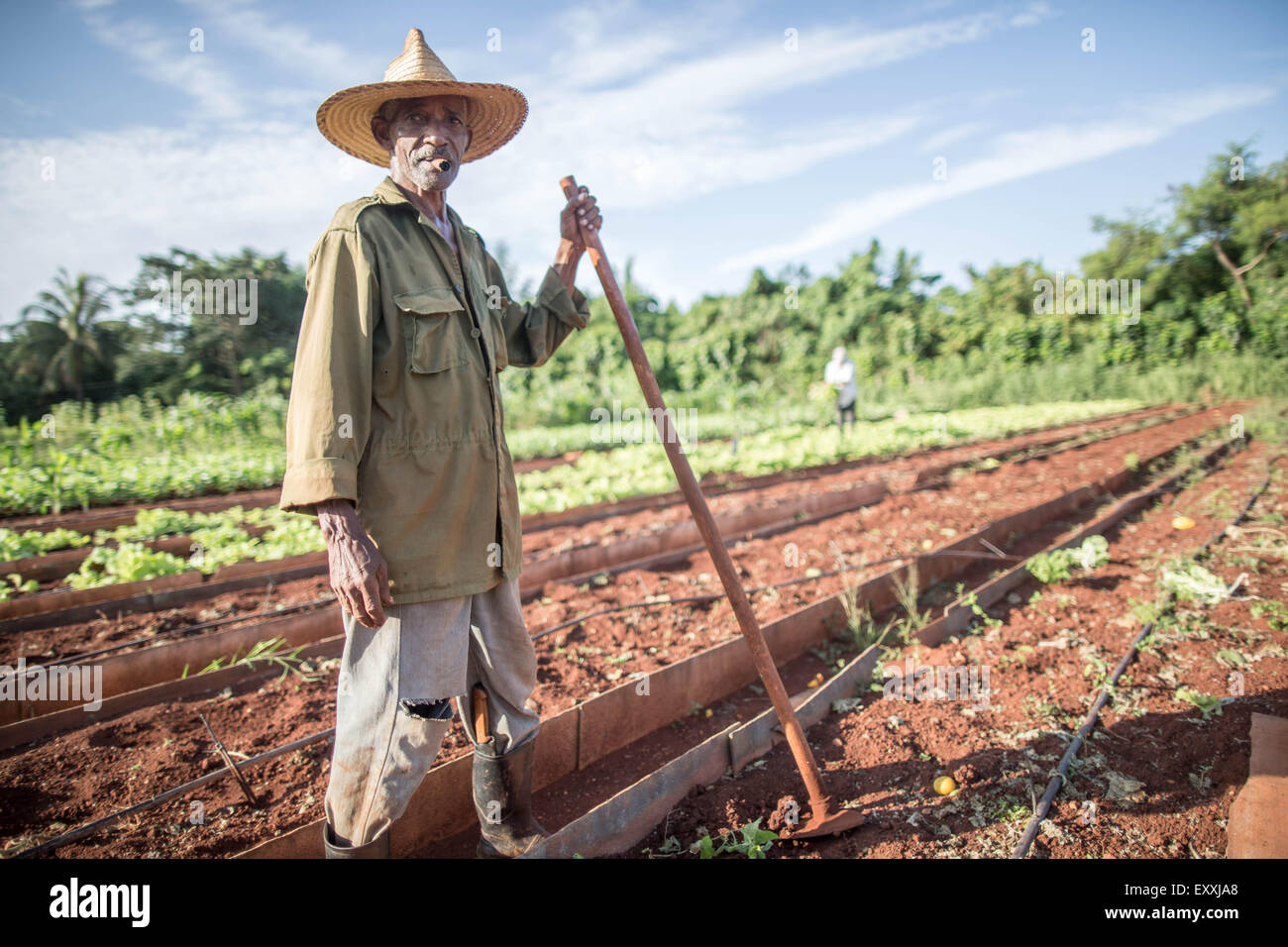 Havana, Cuba. 17th July, 2015. A farm worker stands on a field of the urban agriculture project 'Vivero Alamar' funded by the Deutsche Welthungerhilfe (German Agro Action) in Havana, Cuba, 17 July 2015. Frank-Walter Steinmeier is the first German Foreign Minister to visit Cuba. PHOTO: MICHAEL KAPPELER/dpa/Alamy Live News Stock Photo