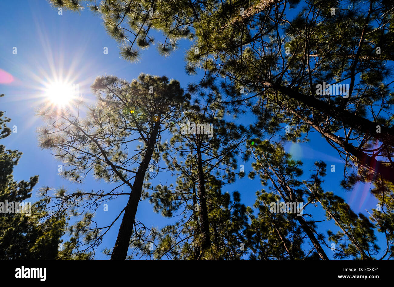 Very High Pine Wood Forest Stock Photo - Alamy
