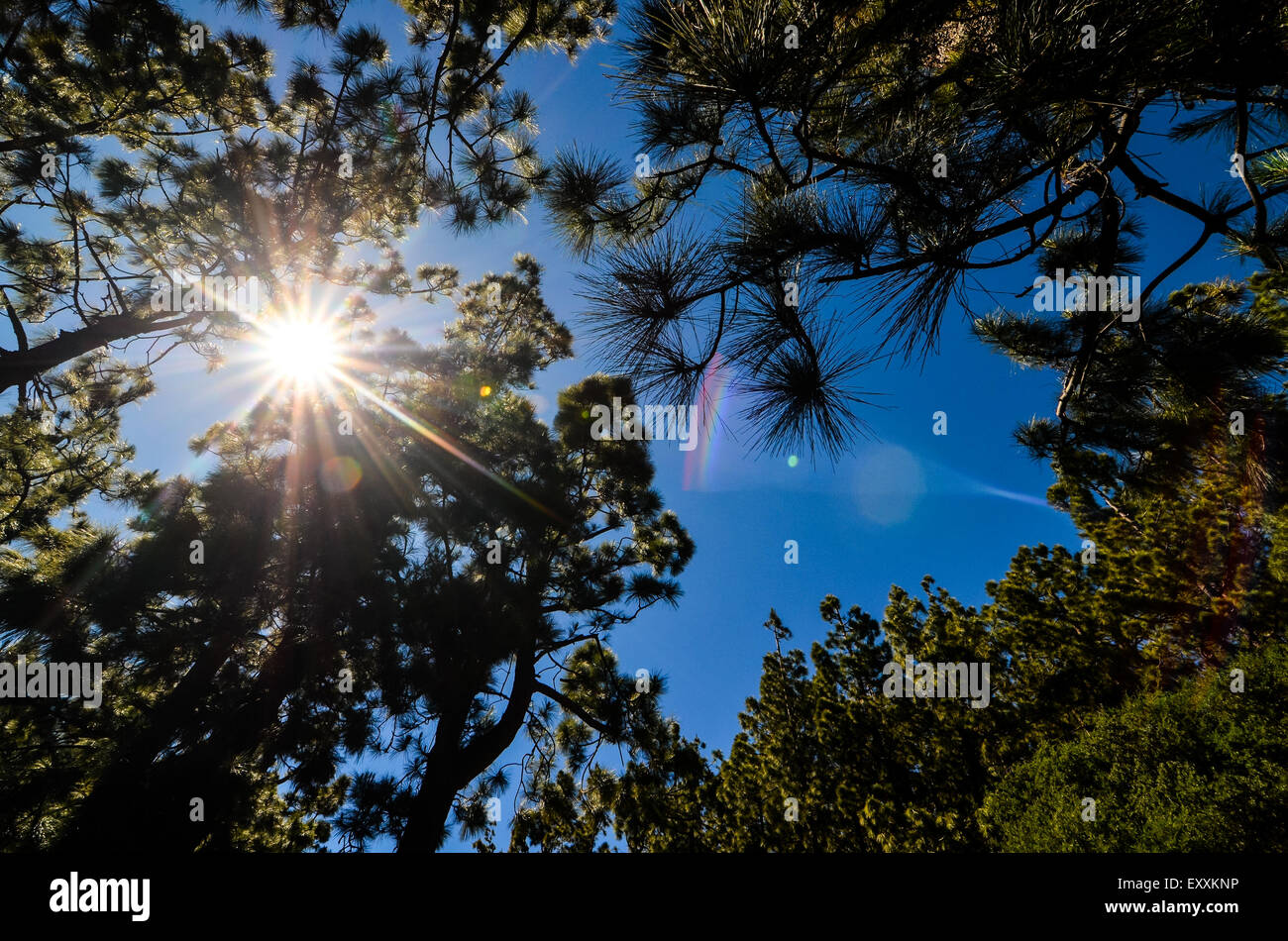 Very High Pine Wood Forest Stock Photo - Alamy