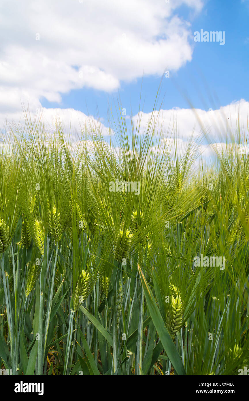 Green barley field with clouds. Selective focus. Stock Photo