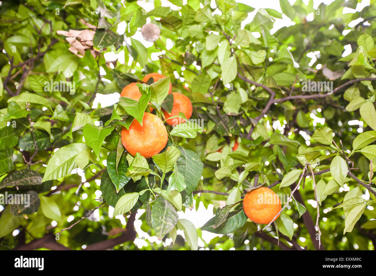 Seville oranges growing in Old Town in centre of Seville, Andalucia