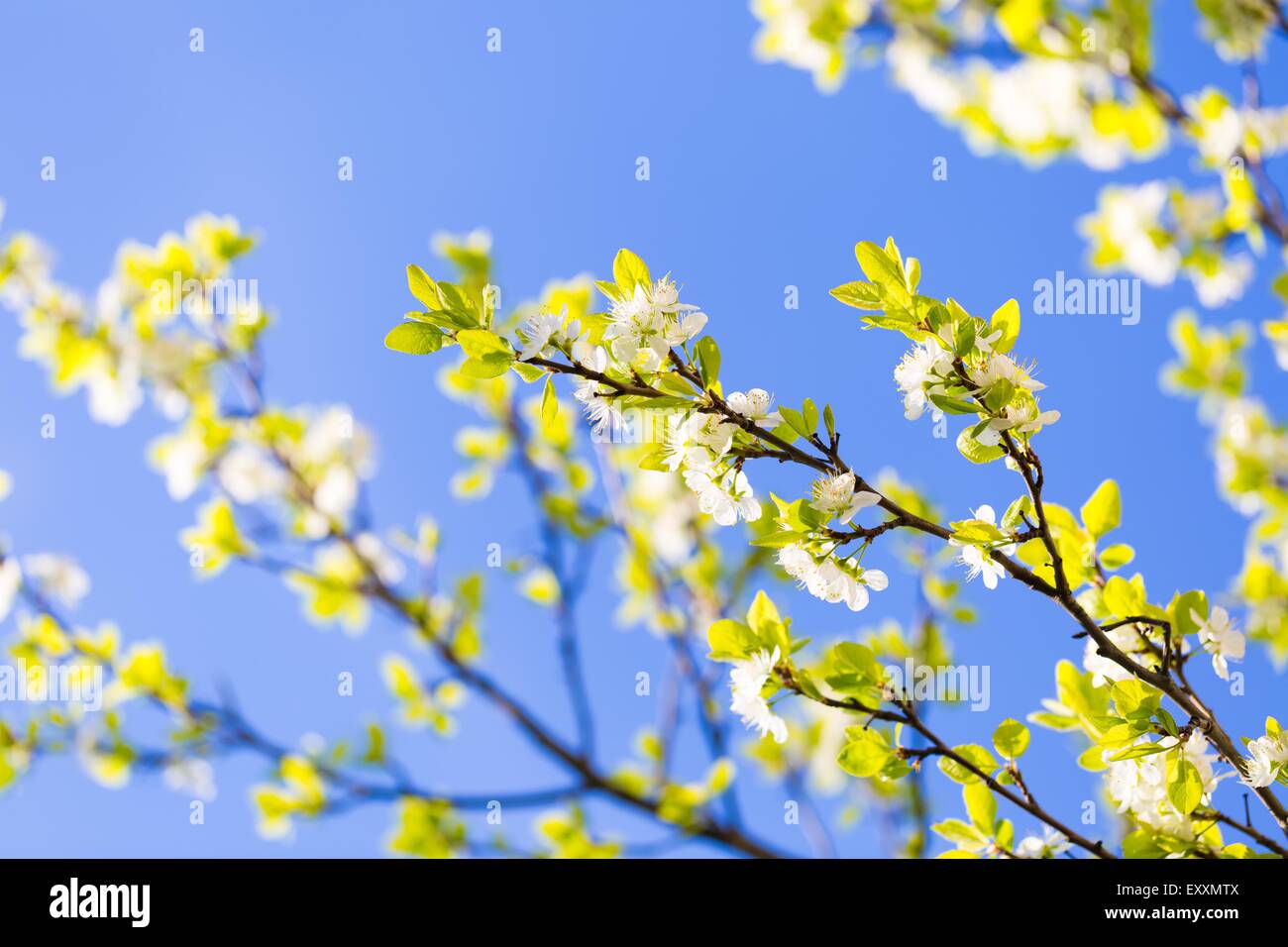 Close up shot beautiful tree hi-res stock photography and images - Alamy