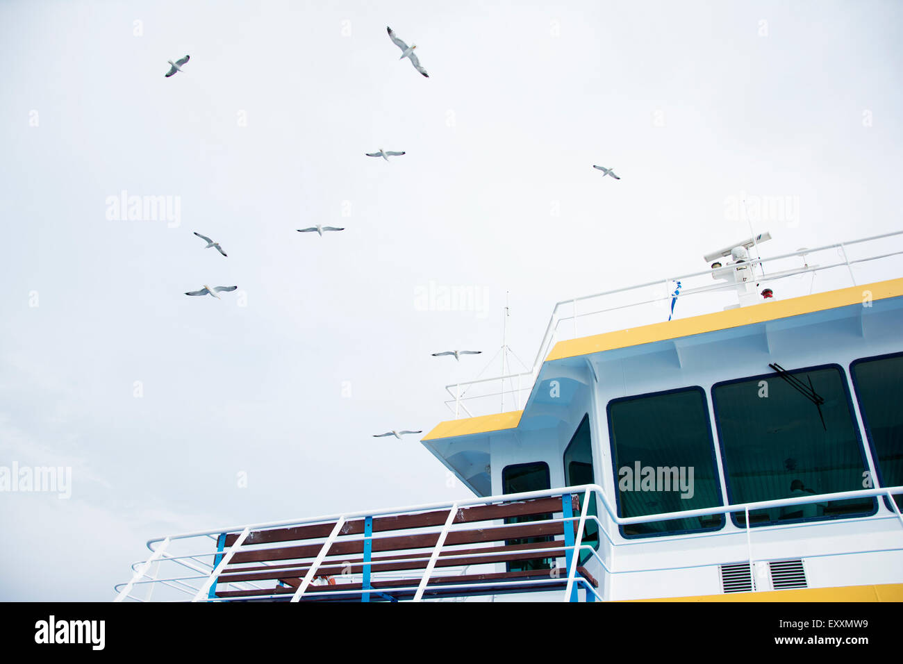 Seagulls flying over captain cabin on ferry boat Stock Photo