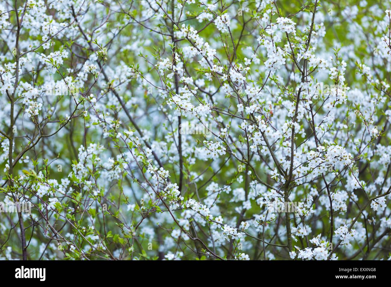 Beautiful white flowers of cherry tree. Close up of fruit tree branch ...