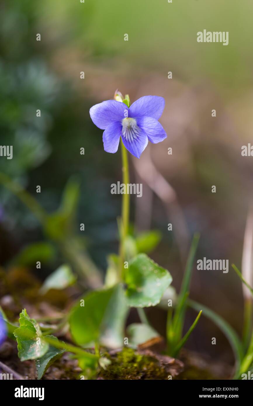Beautiful wild violets photographed in forest in may. Close up of wildflowers Stock Photo