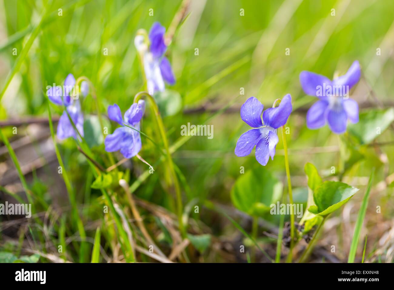 Beautiful wild violets photographed in forest in may. Close up of wildflowers Stock Photo