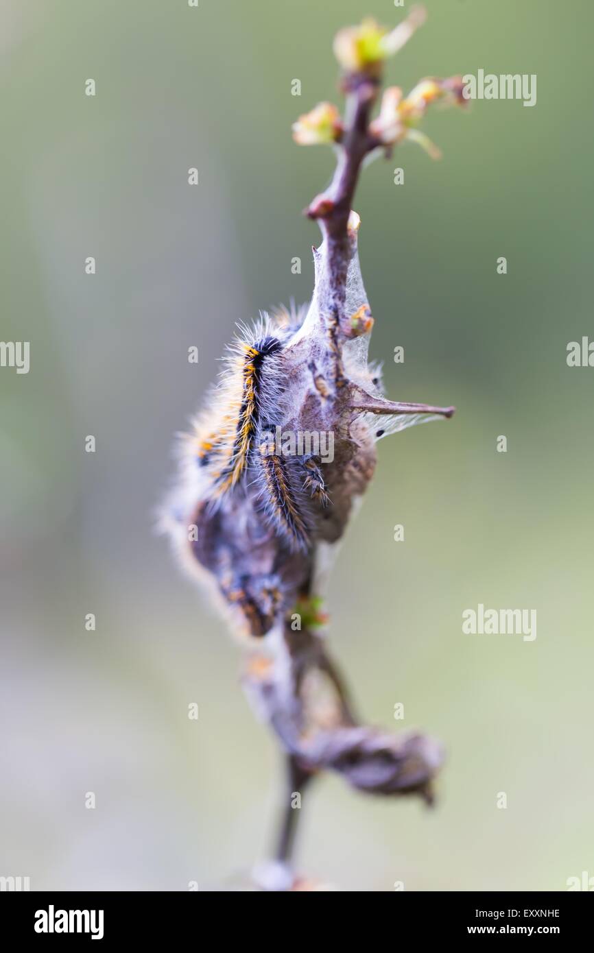 Hairy furry gypsy moth caterpillar hi-res stock photography and images ...