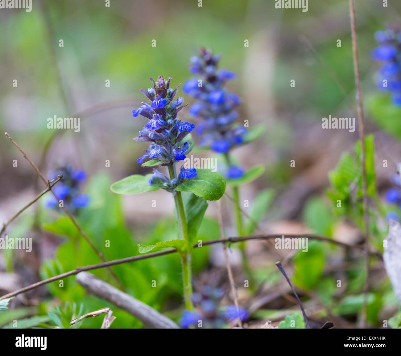 Blooming bugle plant. Wild blue flowers growing in forest. Stock Photo