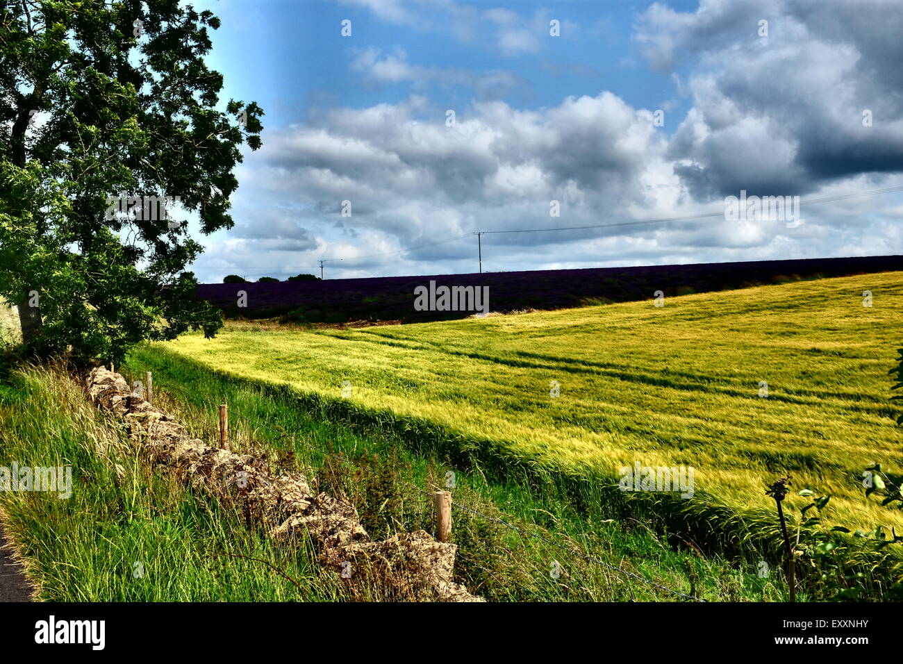 Lavender Fields At Snowshill Near Broadway Cotswolds Worcestershire lavender-fields-at-snowshill-near-broadway-cotswolds-worcestershire