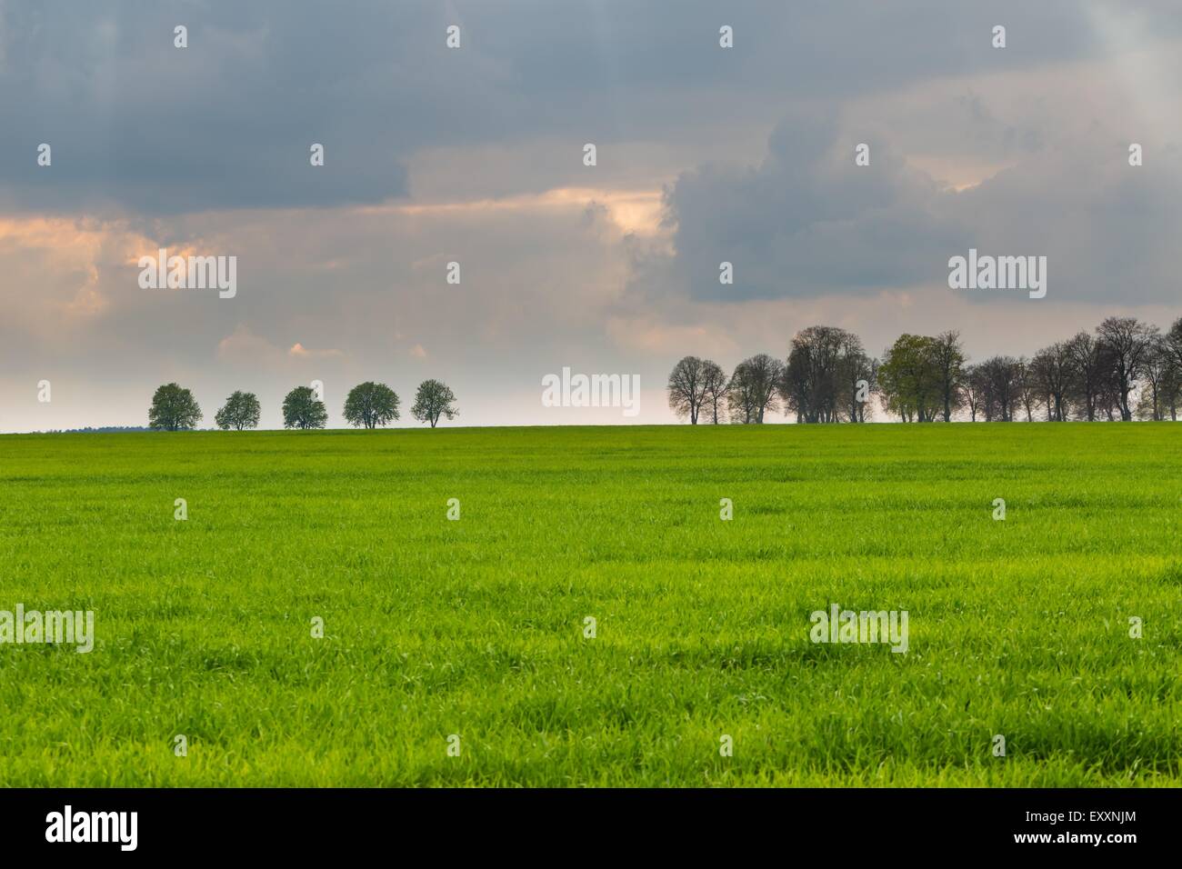 Green field landscape with cloudy sky and distant trees Stock Photo - Alamy