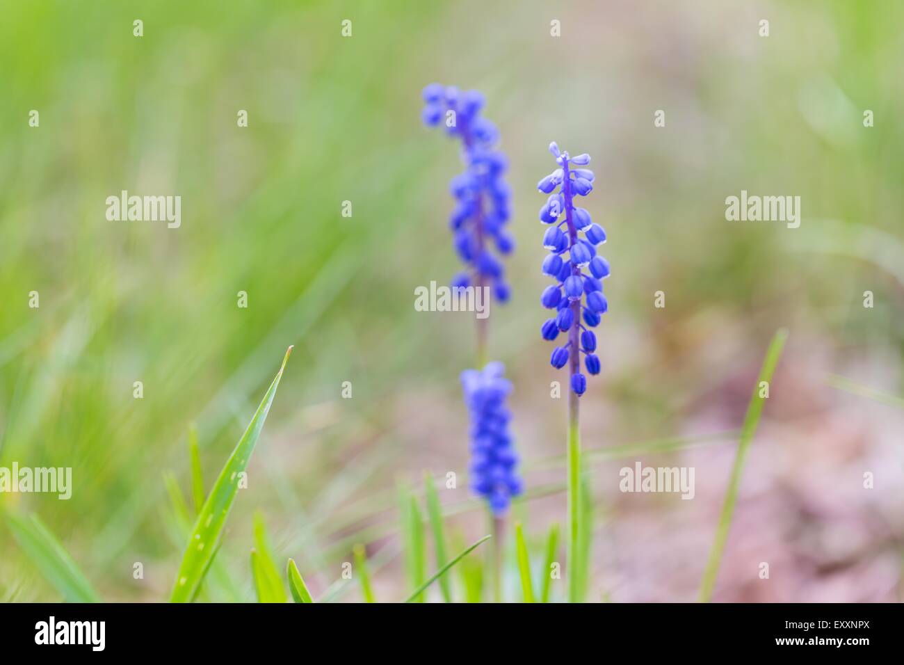 Blooming grape hyacinth flowers. Close up of springtime blue flowers Stock Photo