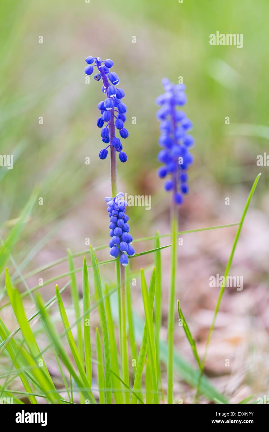 Blooming grape hyacinth flowers. Close up of springtime blue flowers Stock Photo