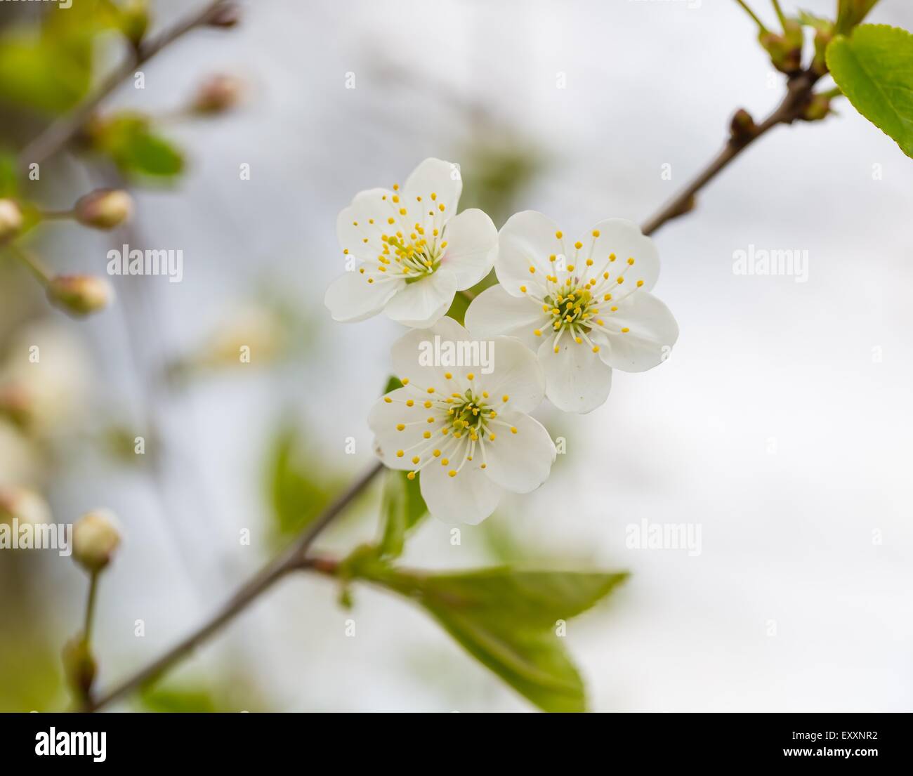 Beautiful white flowers of cherry tree. Close up of fruit tree branch ...