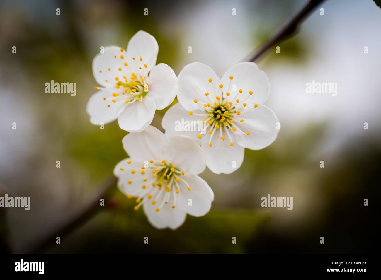 Beautiful white flowers of cherry tree. Close up of fruit tree branch ...