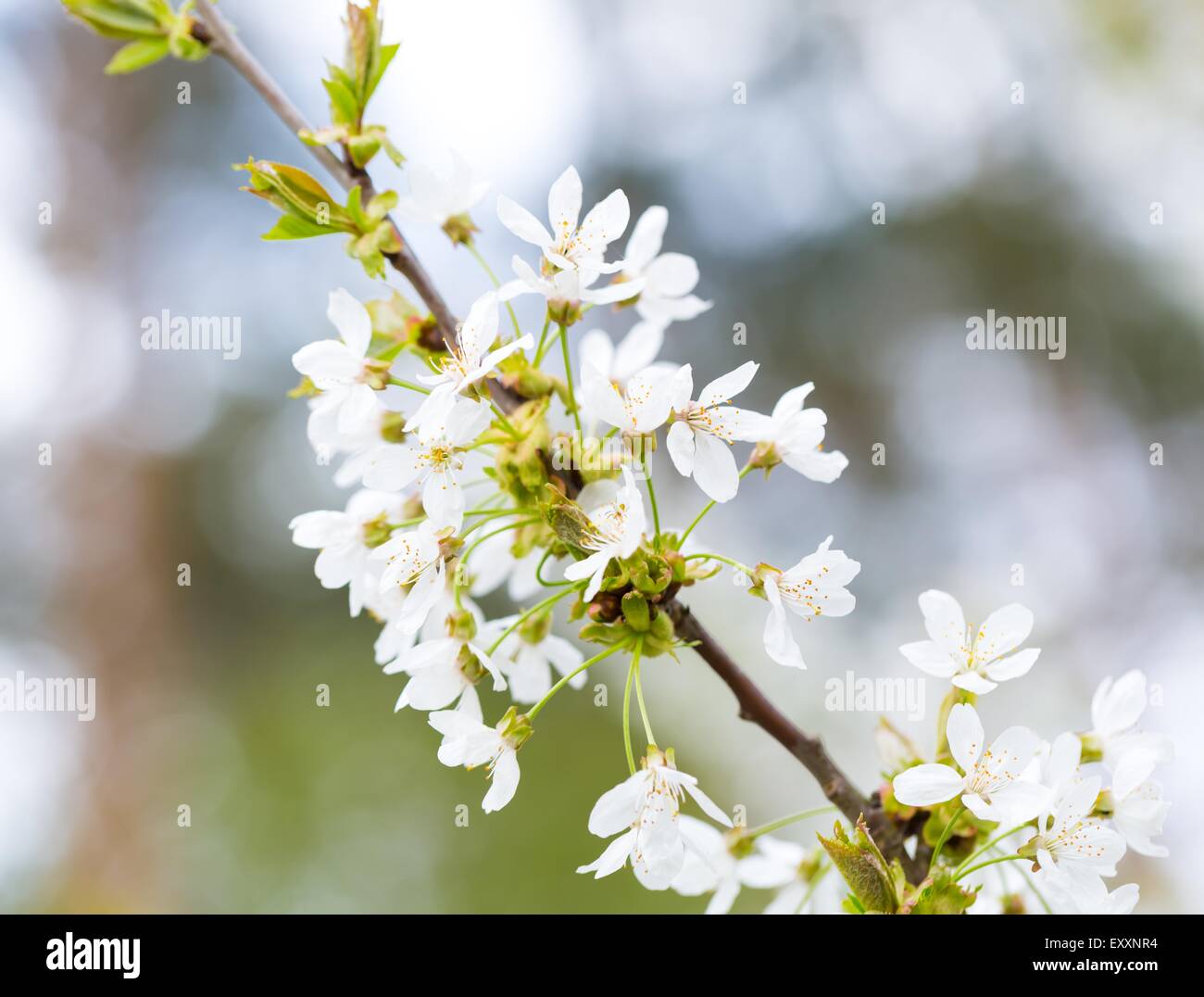 Beautiful white flowers of cherry tree. Close up of fruit tree branch ...