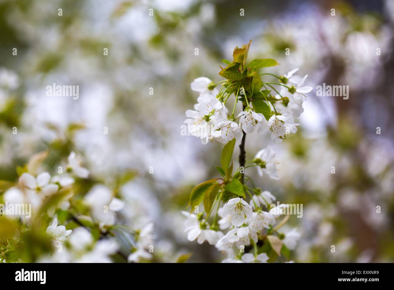 Beautiful white flowers of cherry tree. Close up of fruit tree branch ...