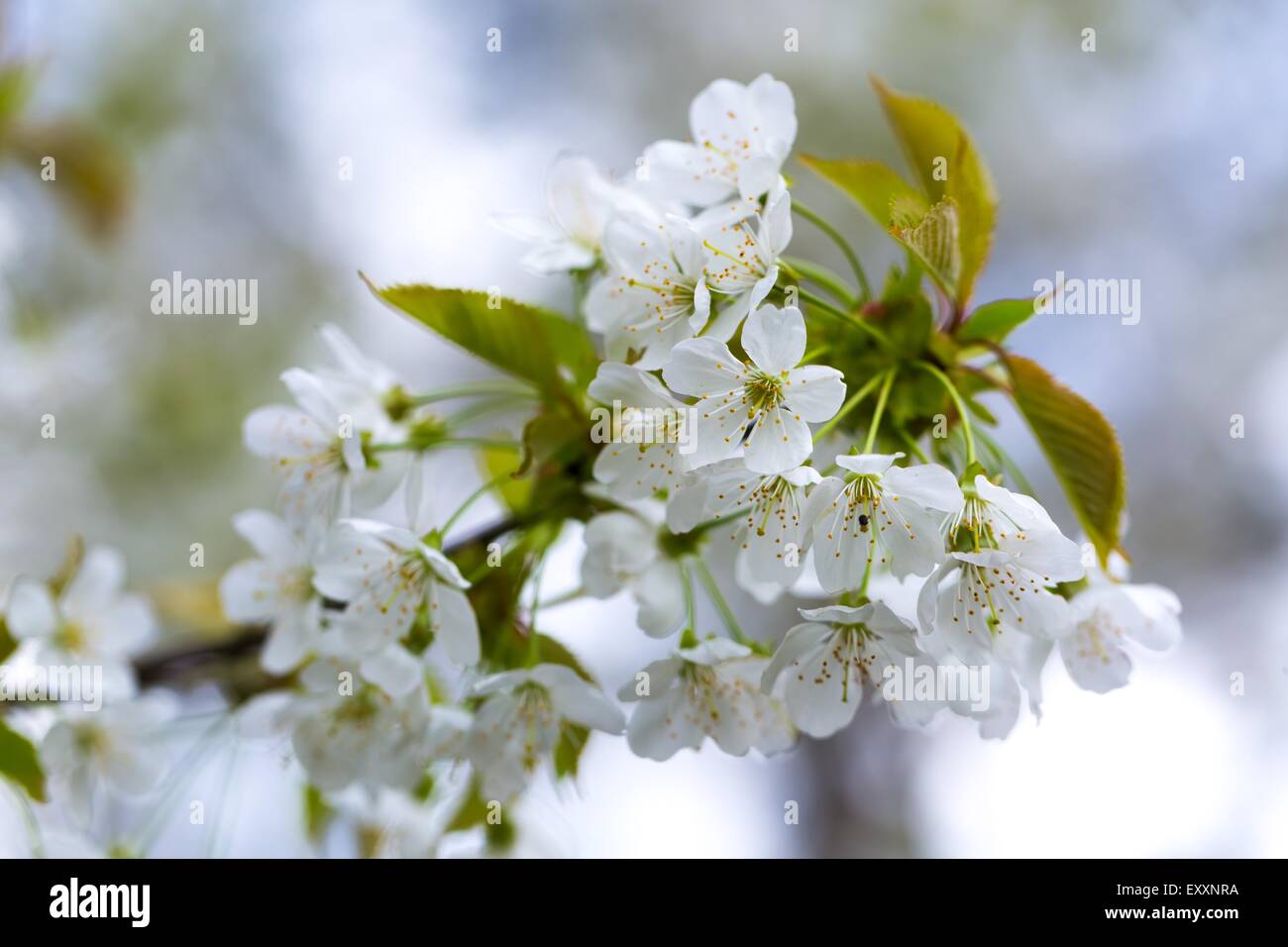 Beautiful white flowers of cherry tree. Close up of fruit tree branch ...