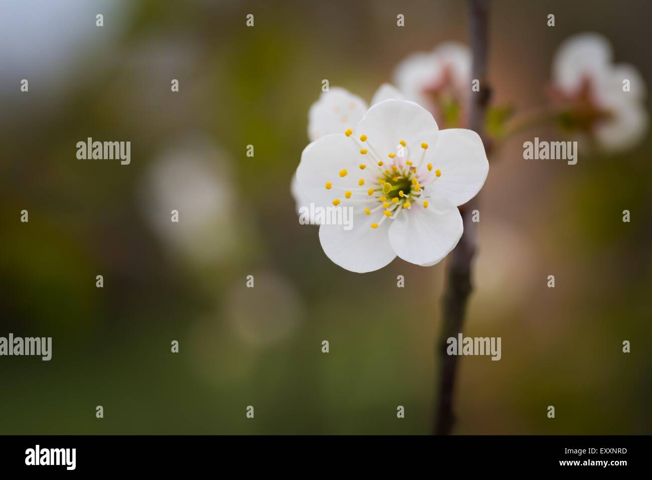 Beautiful white flowers of cherry tree. Close up of fruit tree branch ...