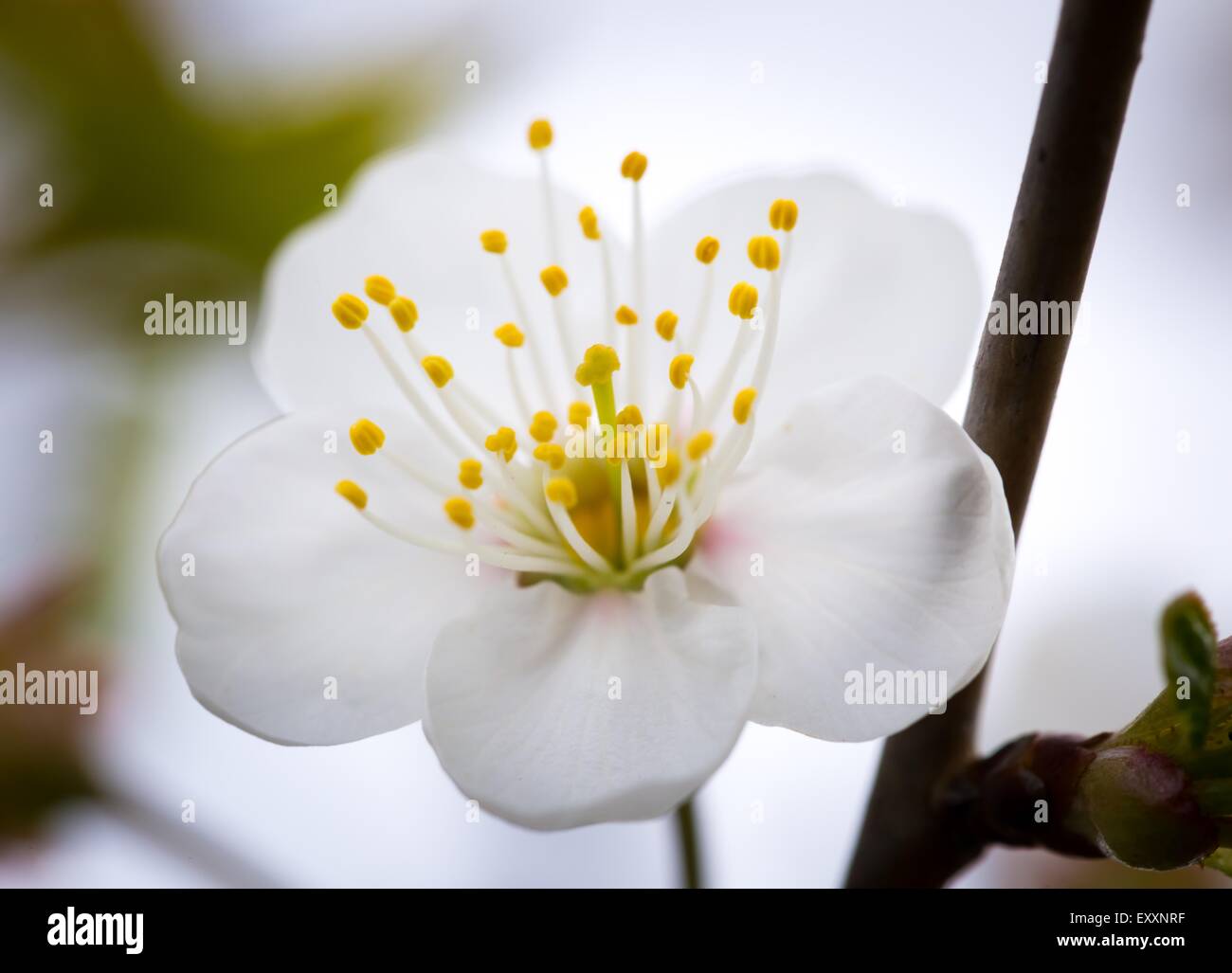 Beautiful white flowers of cherry tree. Close up of fruit tree branch ...