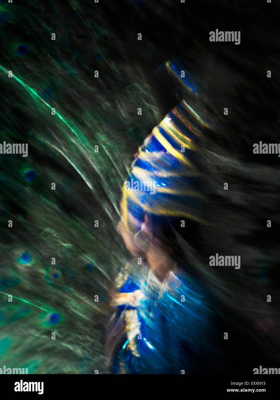 Women wearing blue gold hi-res stock photography and images - Alamy
