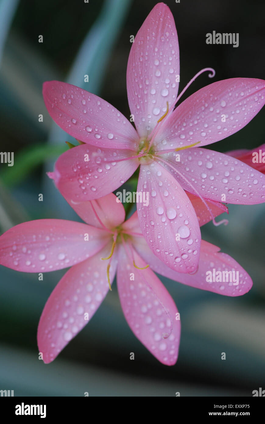 Six petal flower deals