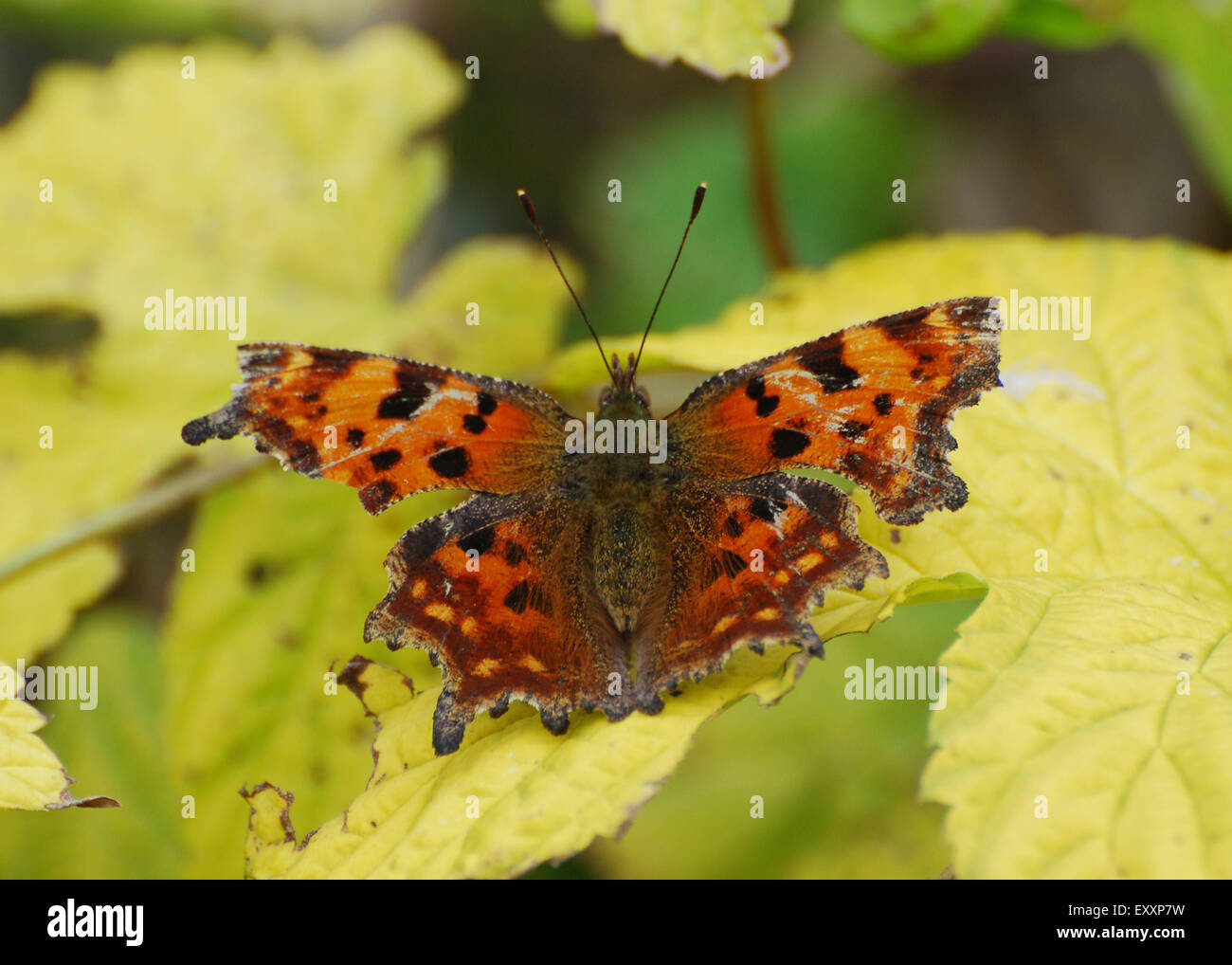Black yellow orange butterfly hires stock photography and images Alamy