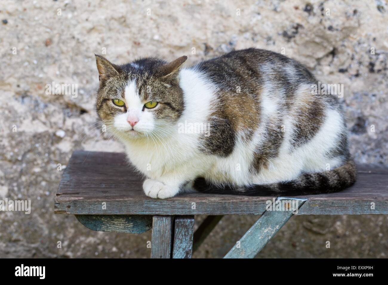 Cat Outdoor Portrait Domestic Cat Photographed In Outdoor Light Stock 