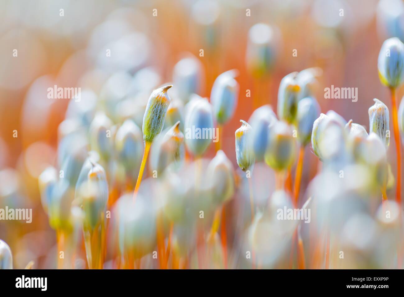 Polytrichum moss growing in hi-res stock photography and images - Alamy